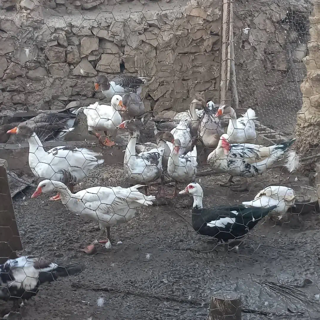 غاز بزرگ برای فروش|حیوانات مزرعه|کازرون, |دیوار