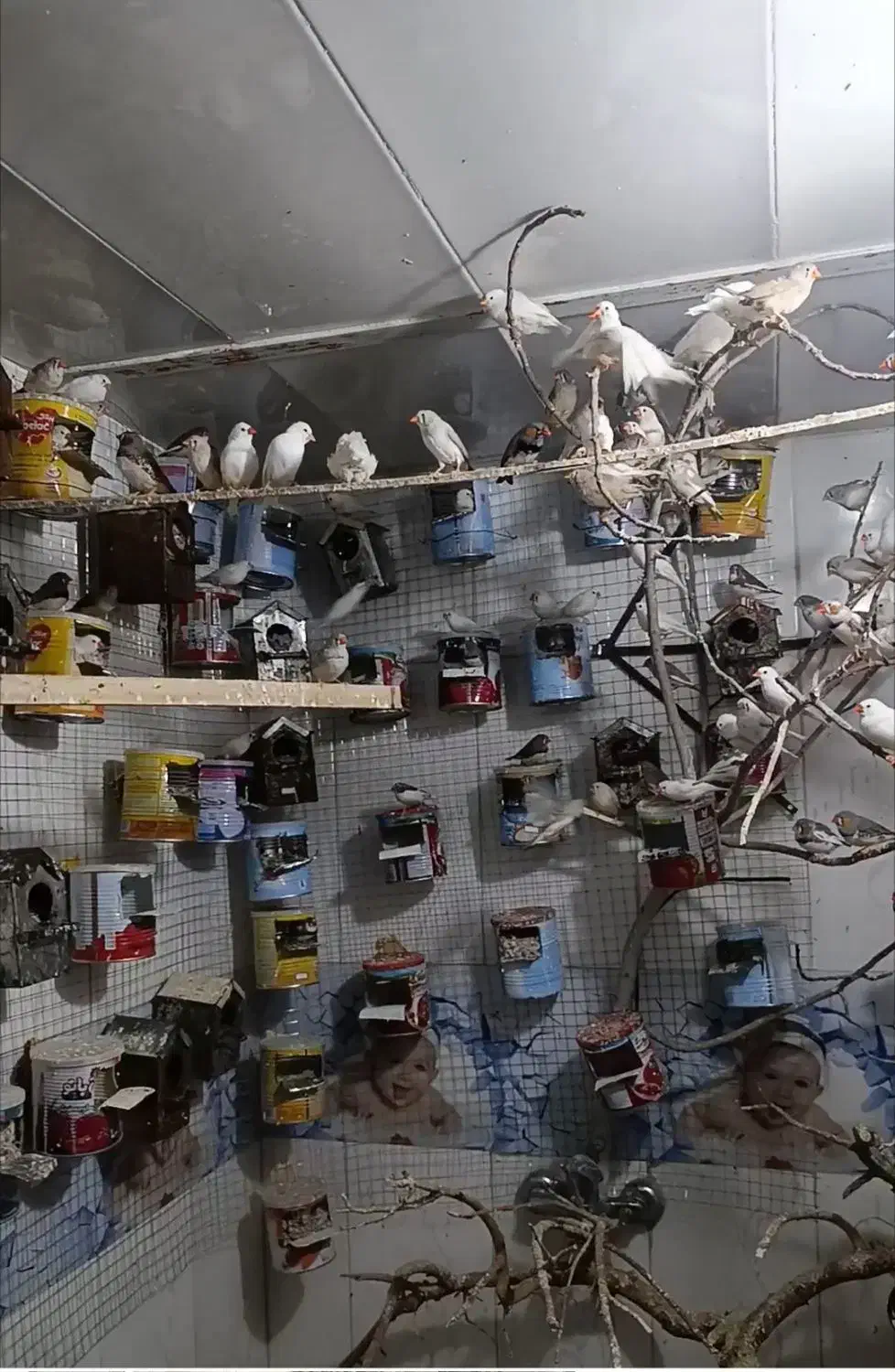 فنچ|پرنده|بیرجند, |دیوار