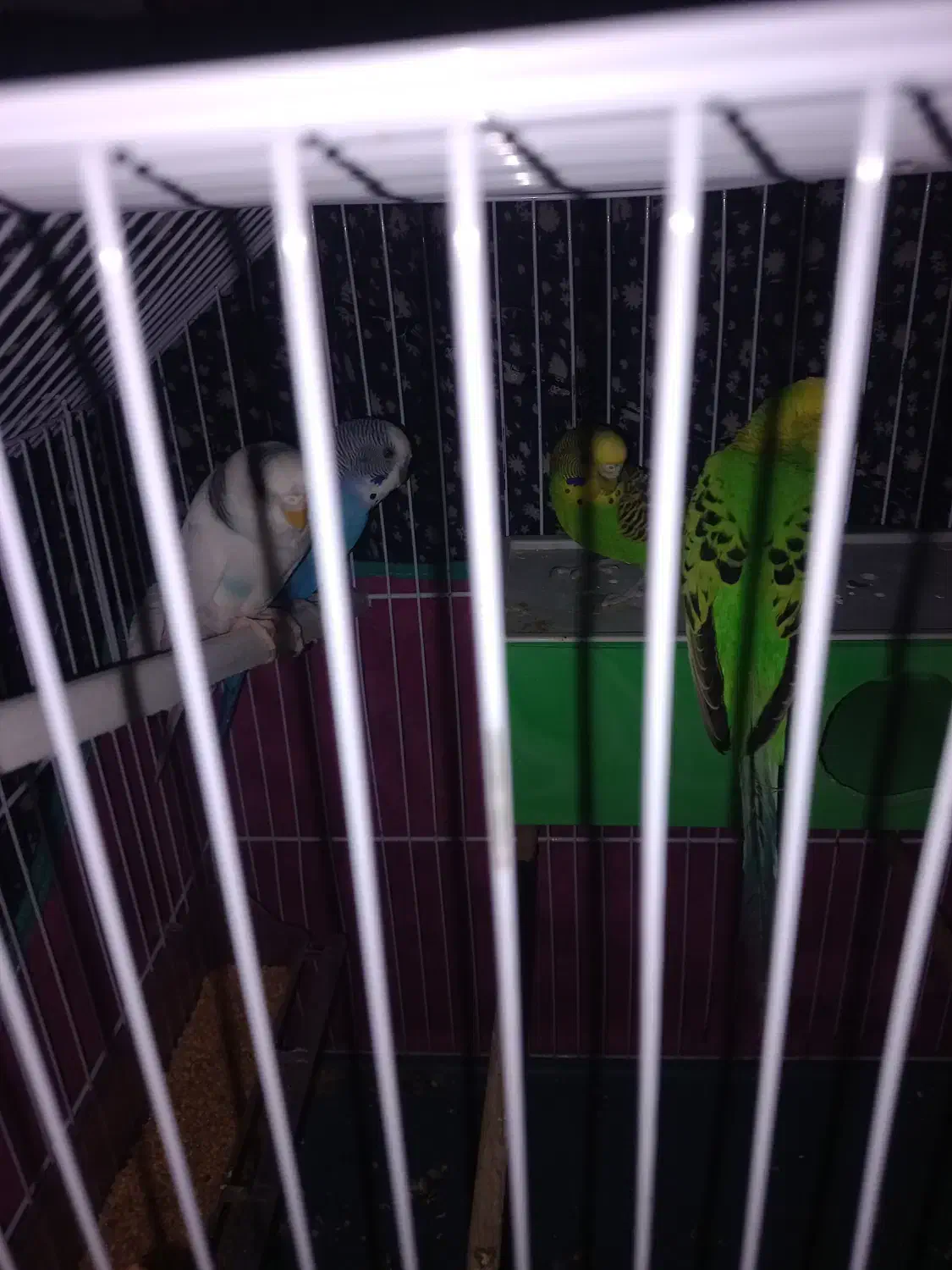 فروشی|پرنده|آستارا, |دیوار