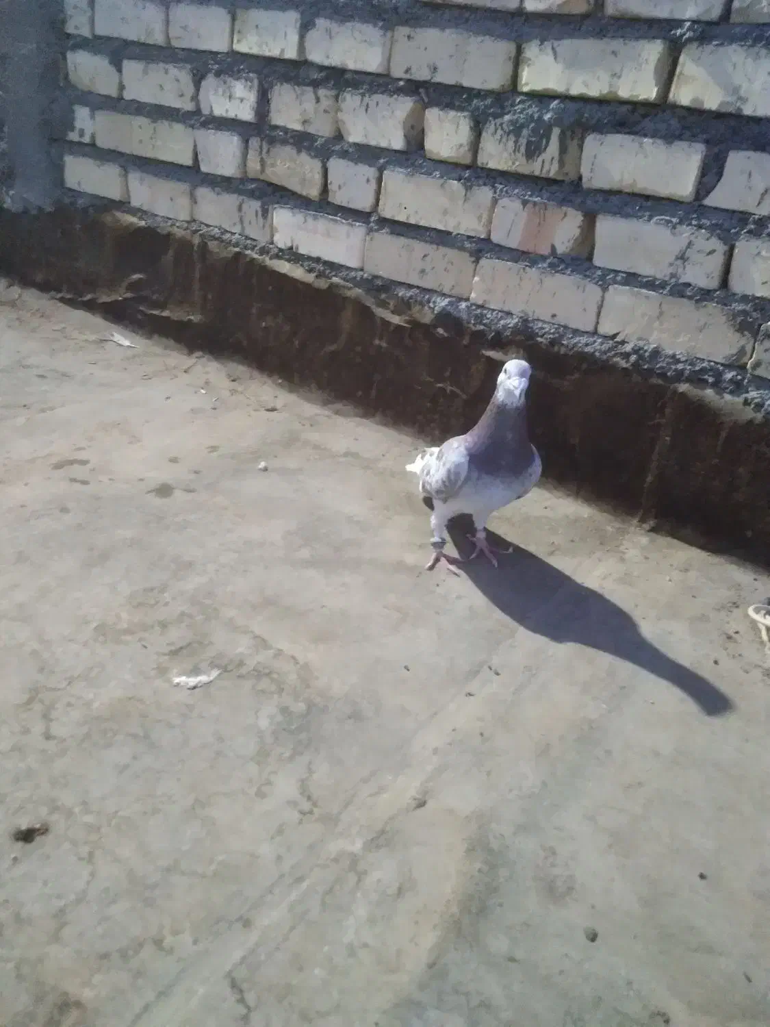 قورگی|پرنده|گلبهار, نوبهار|دیوار