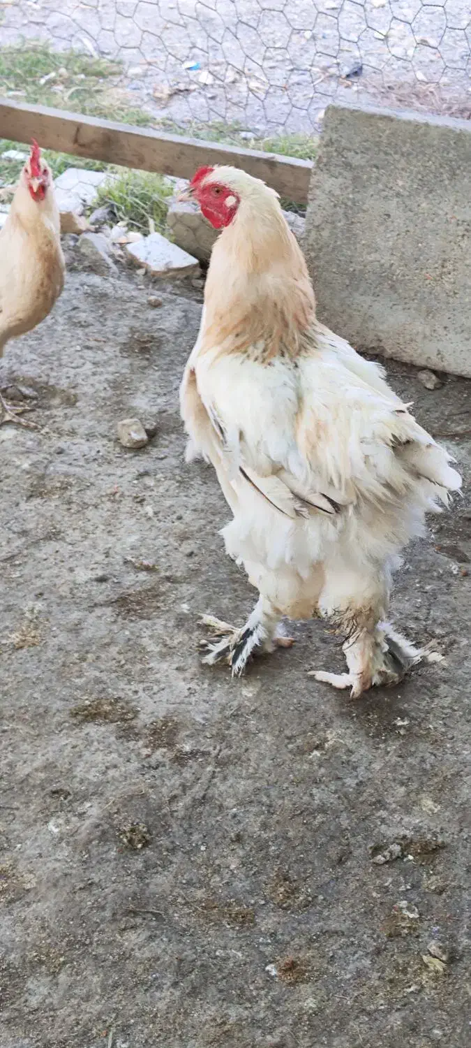 مرغ و خروس برهما سلطان لهستانی|حیوانات مزرعه|گمیشان, |دیوار