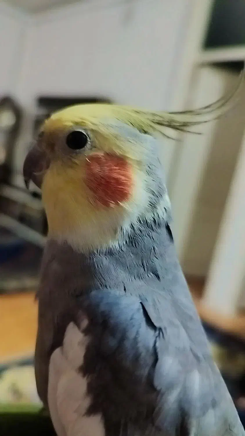 عروس هلندی|پرنده|الوند, |دیوار