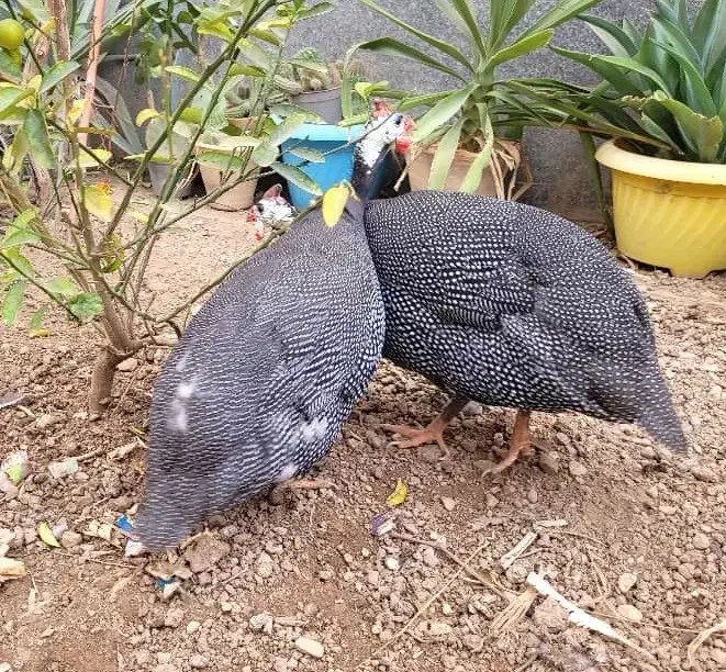 مرغ شاخدار خانگی بالغ 6 ماه|حیوانات مزرعه|شیراز, دشت چنار|دیوار