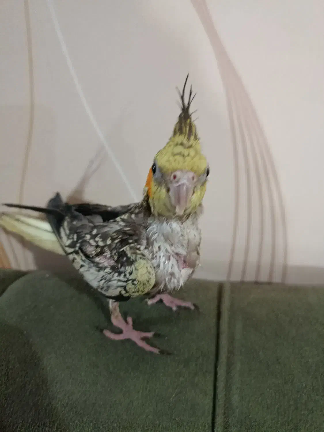 طوطی سرلاکی عروس گل باقالی|پرنده|فردیس, داوری|دیوار