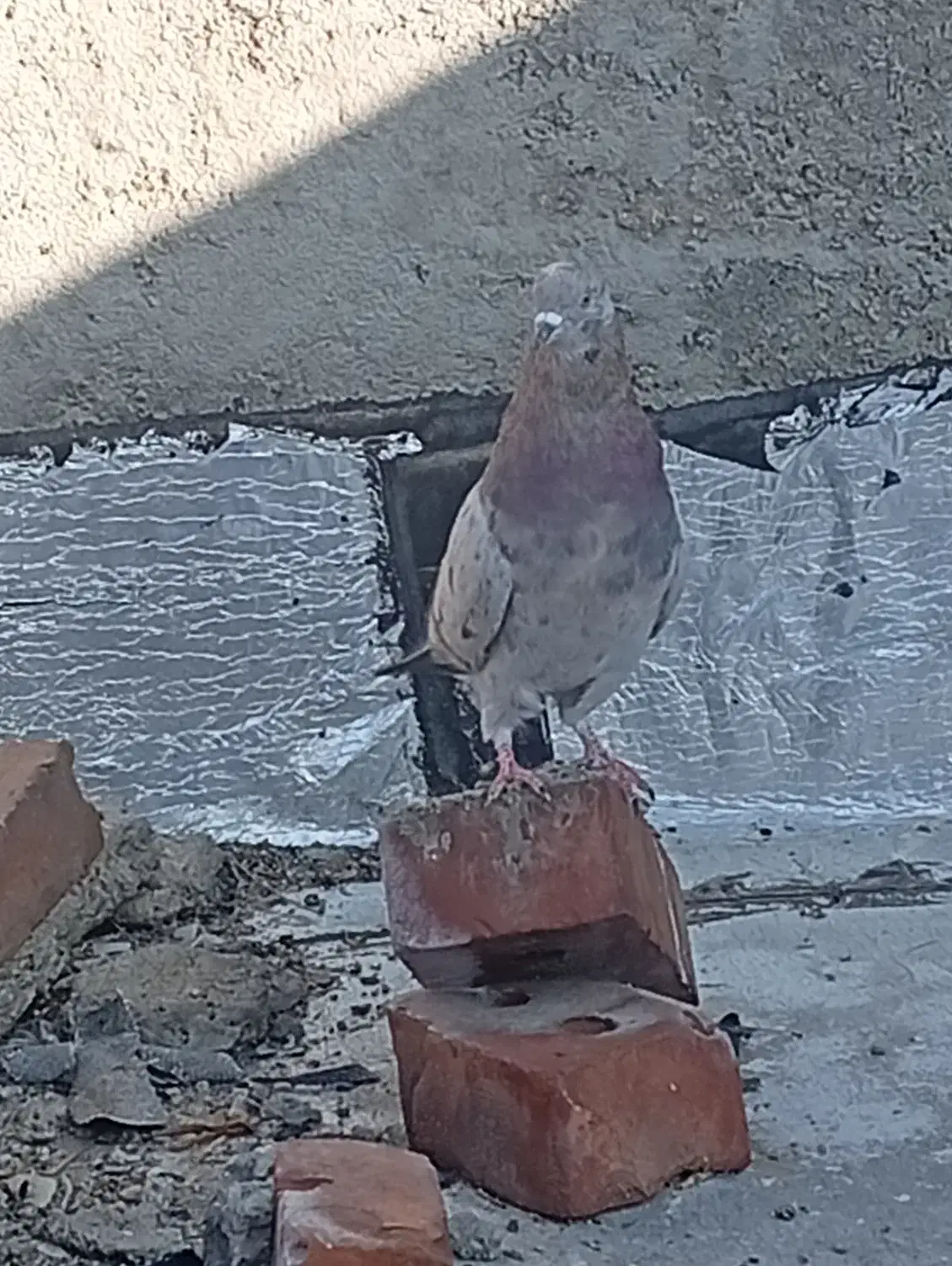 کبوتر|پرنده|شاهین دژ, |دیوار