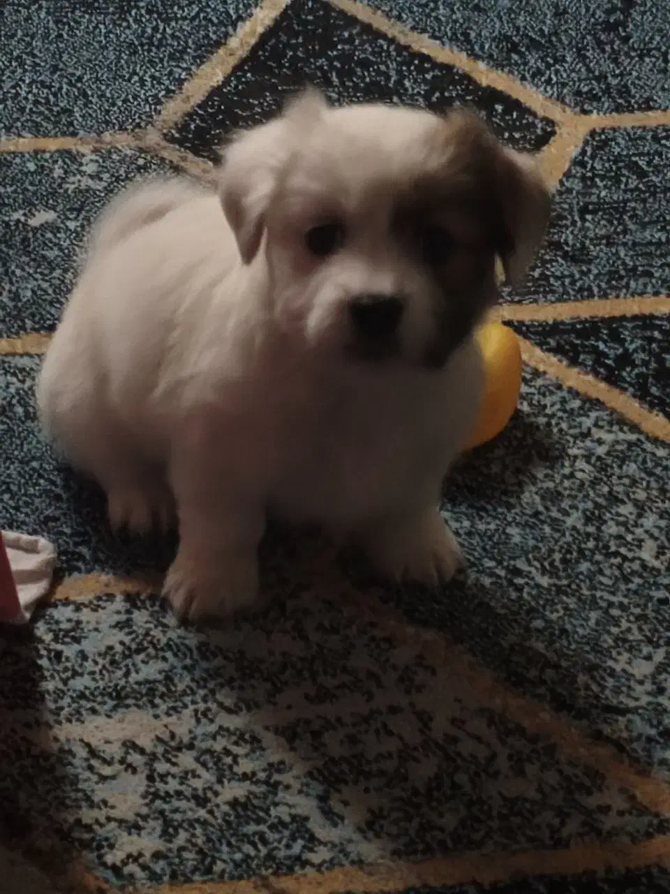 توله سگ|سگ|تهران, فلسطین (میدان انقلاب)|دیوار