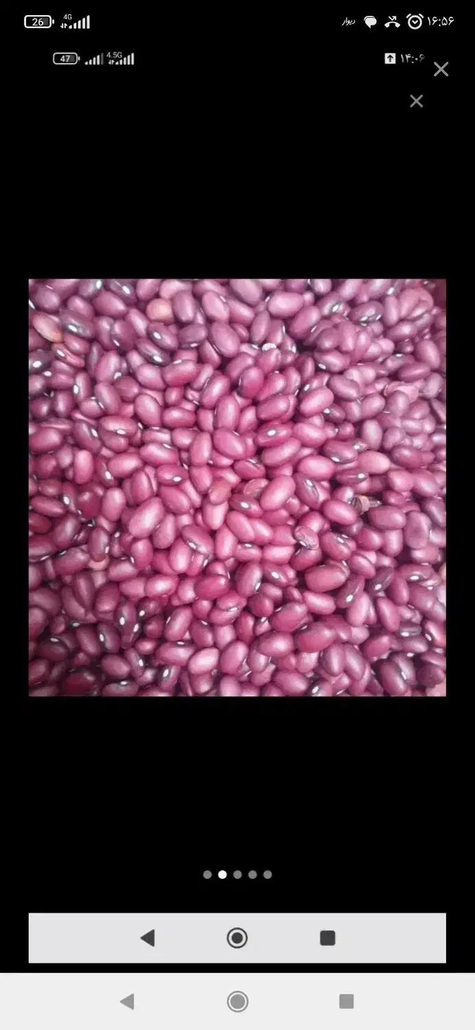 لوبیا چیتی قرمز نقد درمحل|خوردنی و آشامیدنی|سجاس رود, |دیوار