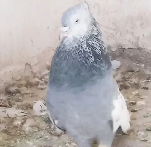 نر سینه سبز یال دم وصل|پرنده|شیراز, وزیرآباد|دیوار