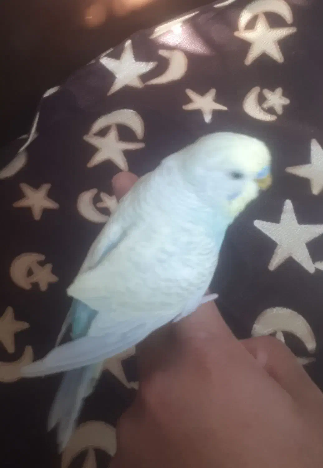 مرغ عشق اسپانگل|پرنده|اسفراین, |دیوار