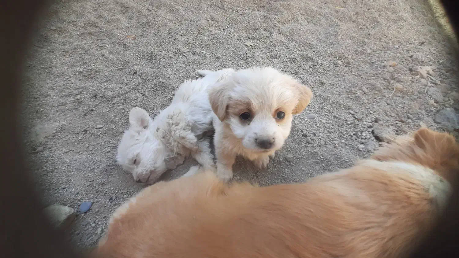 سگ اهلی|سگ|الیگودرز, |دیوار