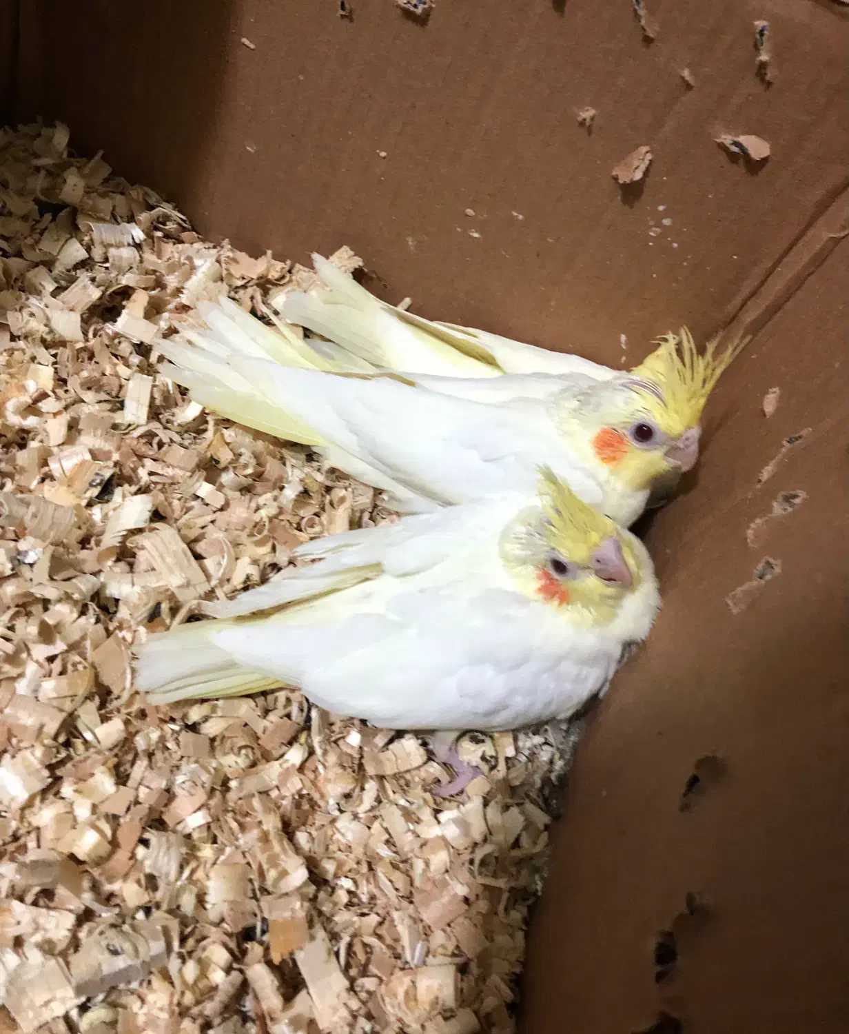 عروس هلندی|پرنده|بندرعباس, |دیوار