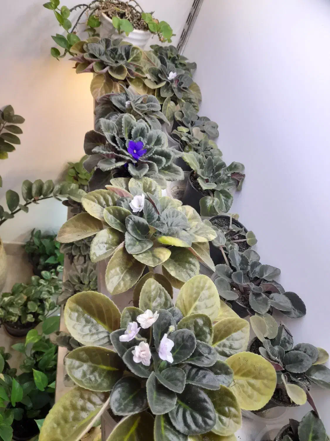 فروش بنفشه و پتوس|گل و گیاه طبیعی|رشت, علی آباد|دیوار