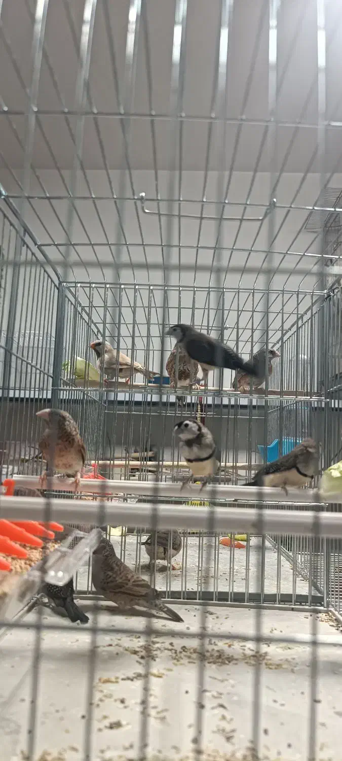 فنچ جغدی و گلو بریده و کراواتی|پرنده|ماکو, |دیوار