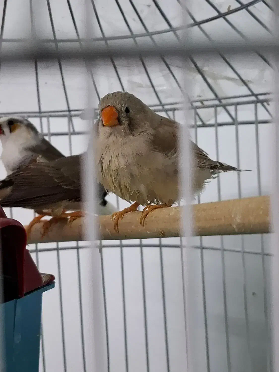 پرنده|پرنده|تربت جام, میان جام|دیوار