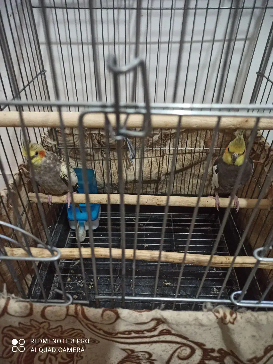 فروش عروس هلندی|پرنده|اشنویه, |دیوار