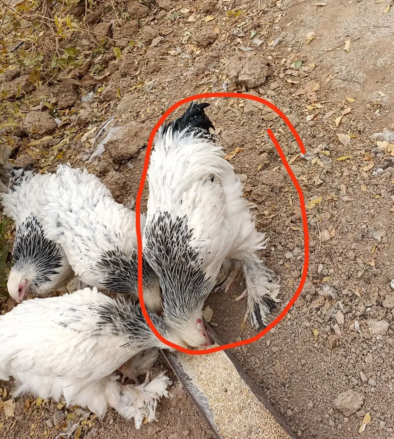 خروس برهما|حیوانات مزرعه|بن, |دیوار