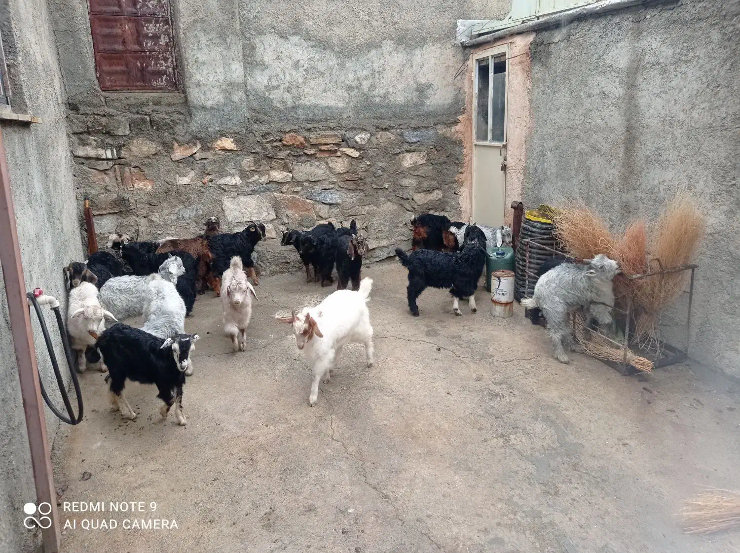 ۱۰ راس بزغاله|حیوانات مزرعه|مریوان, |دیوار