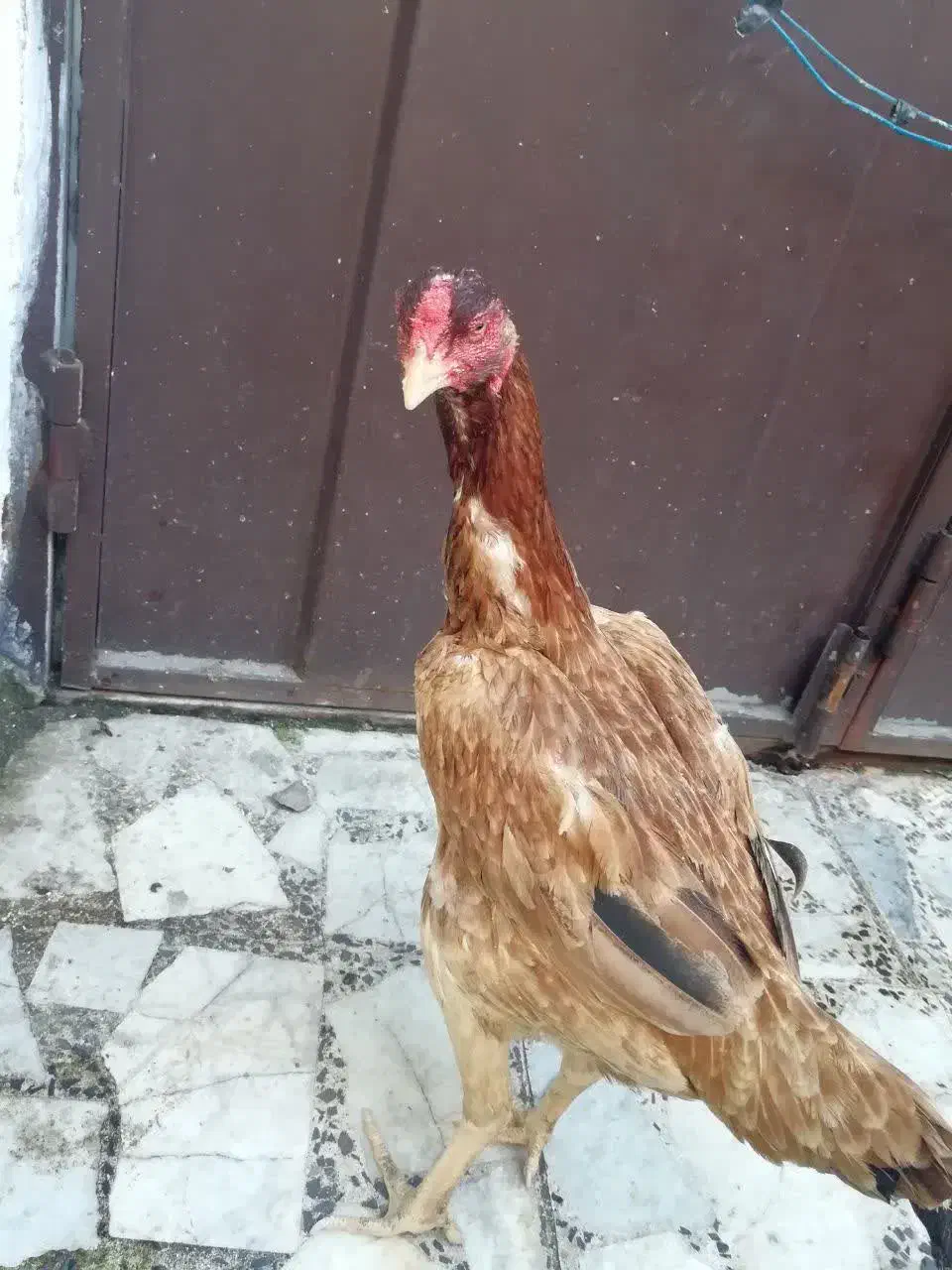 مرغ لاری|حیوانات مزرعه|رشت, کوی حسینی|دیوار