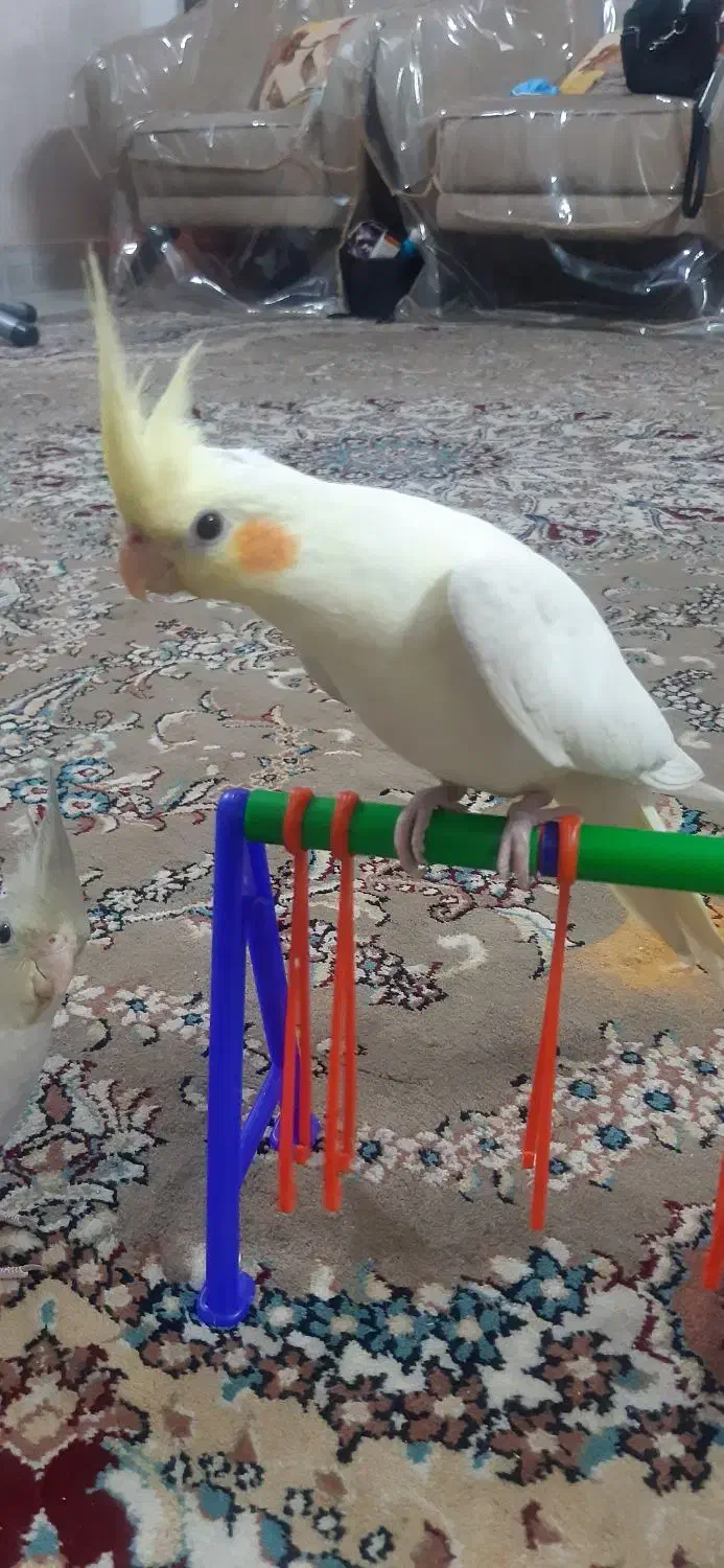 عروس هلندی جوان لوتینیو کاملا دستی|پرنده|شاندیز, |دیوار