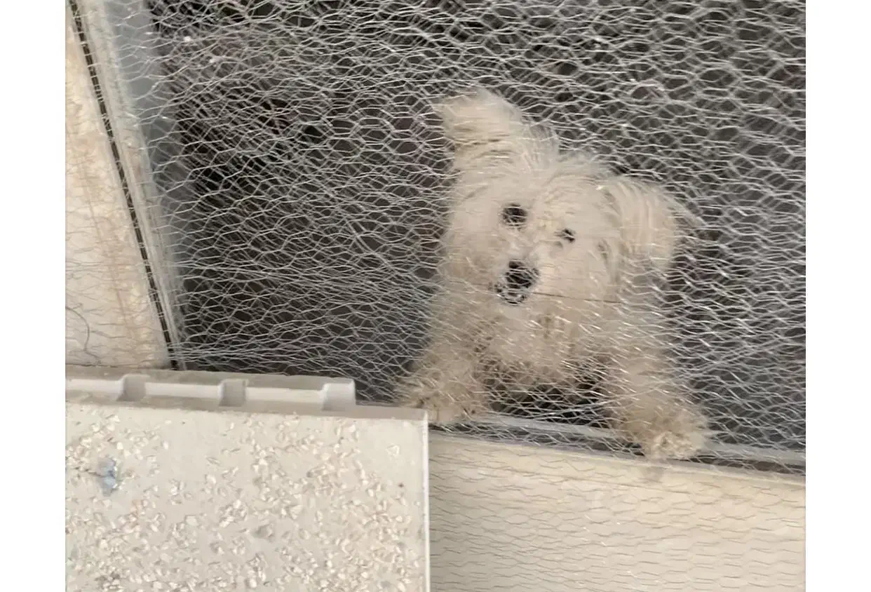 سگ پا کوتاه|سگ|کاشان, کوی اداره گاز|دیوار