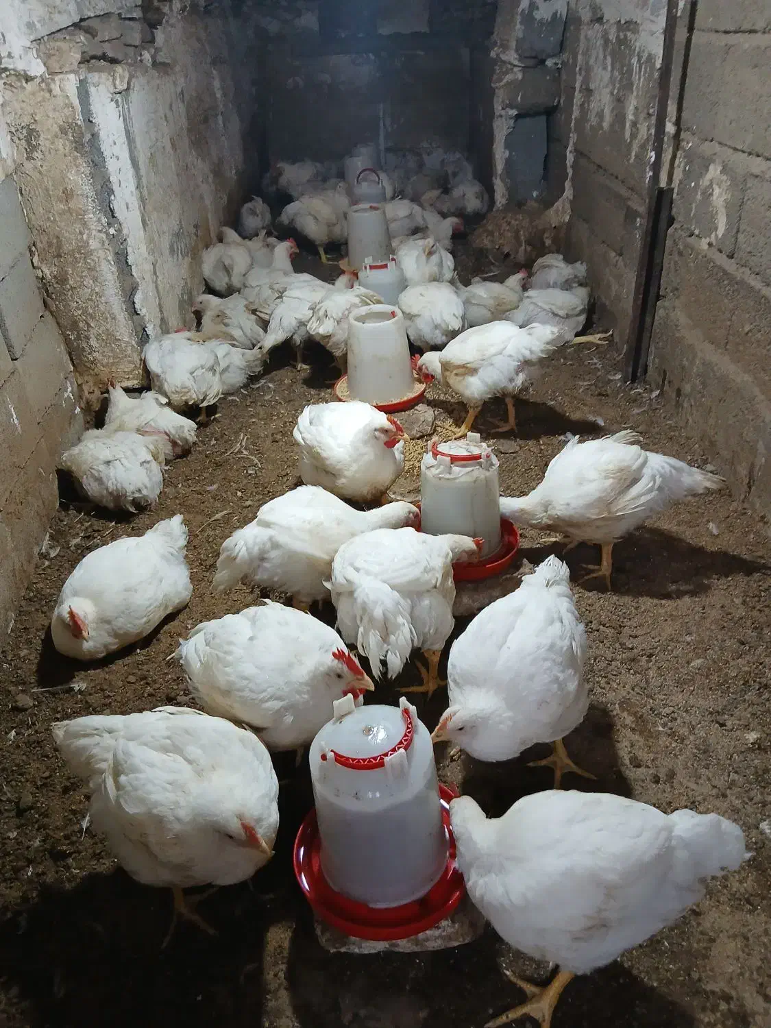 مرغ ارگانیک گوشتی|حیوانات مزرعه|رامیان, |دیوار