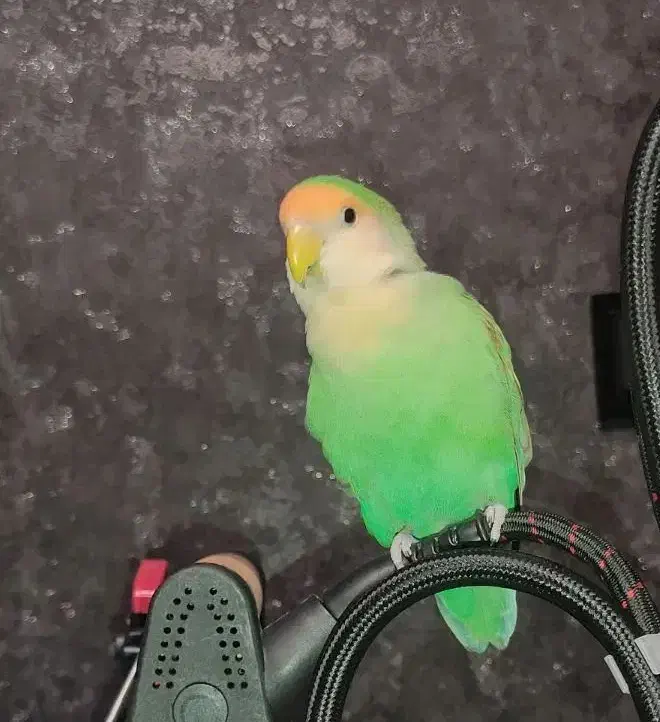 گم شده|حیوانات|رشت, کوی مهر|دیوار