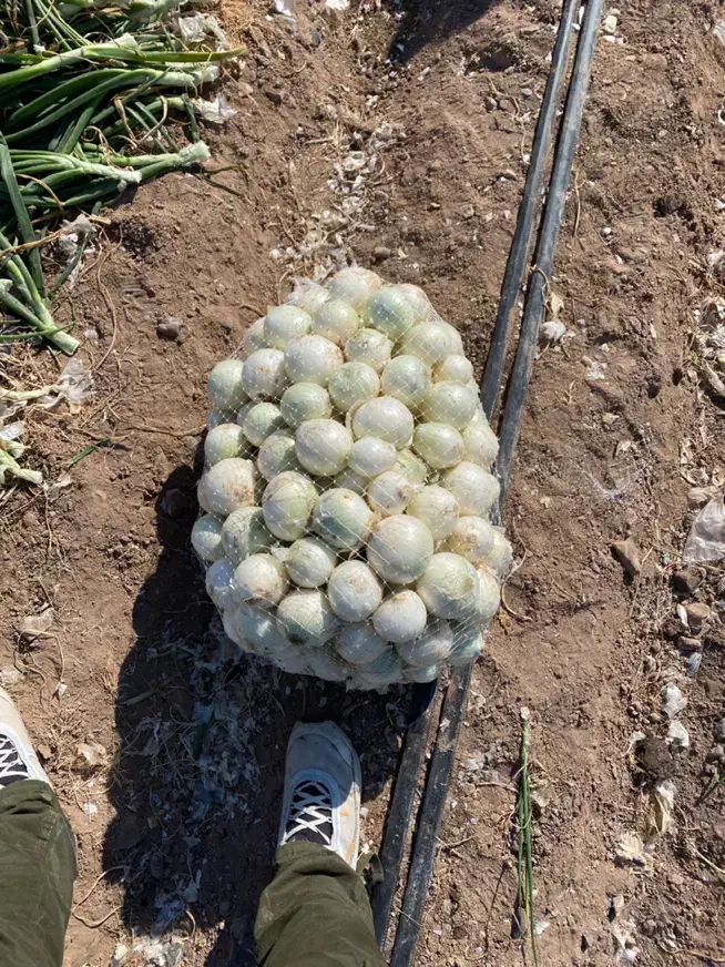 پیاز نوبر/جیرفت|عمدهفروشی|تهران, میدان میوه و ترهبار مرکزی|دیوار