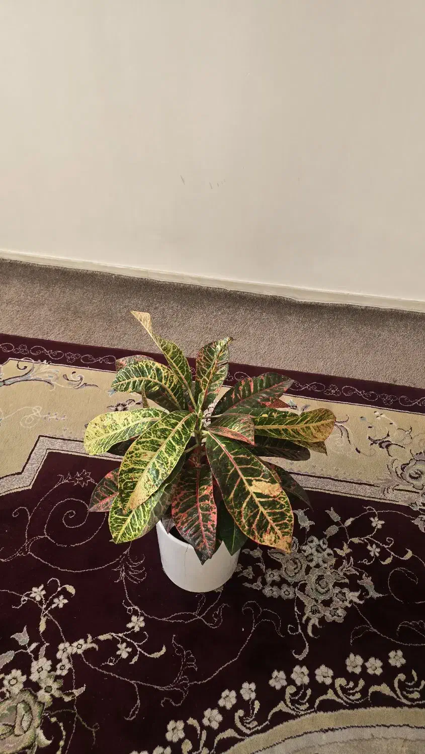 گل و گیاه کروتون|گل و گیاه طبیعی|ایلام, |دیوار