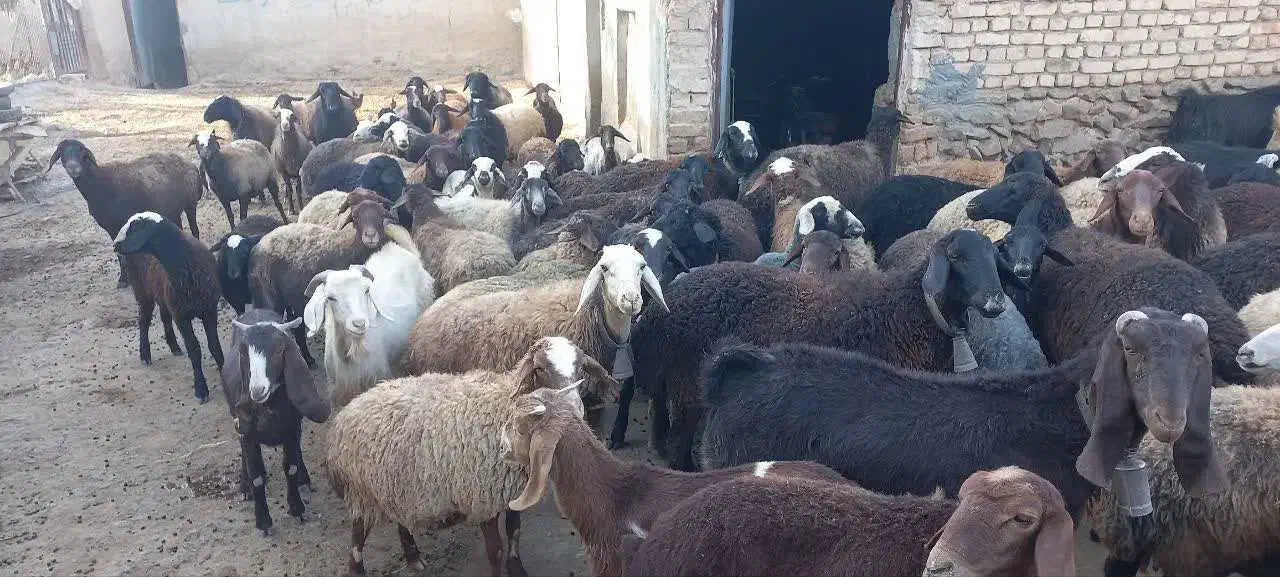 میش آبستن|حیوانات مزرعه|خنجین, |دیوار