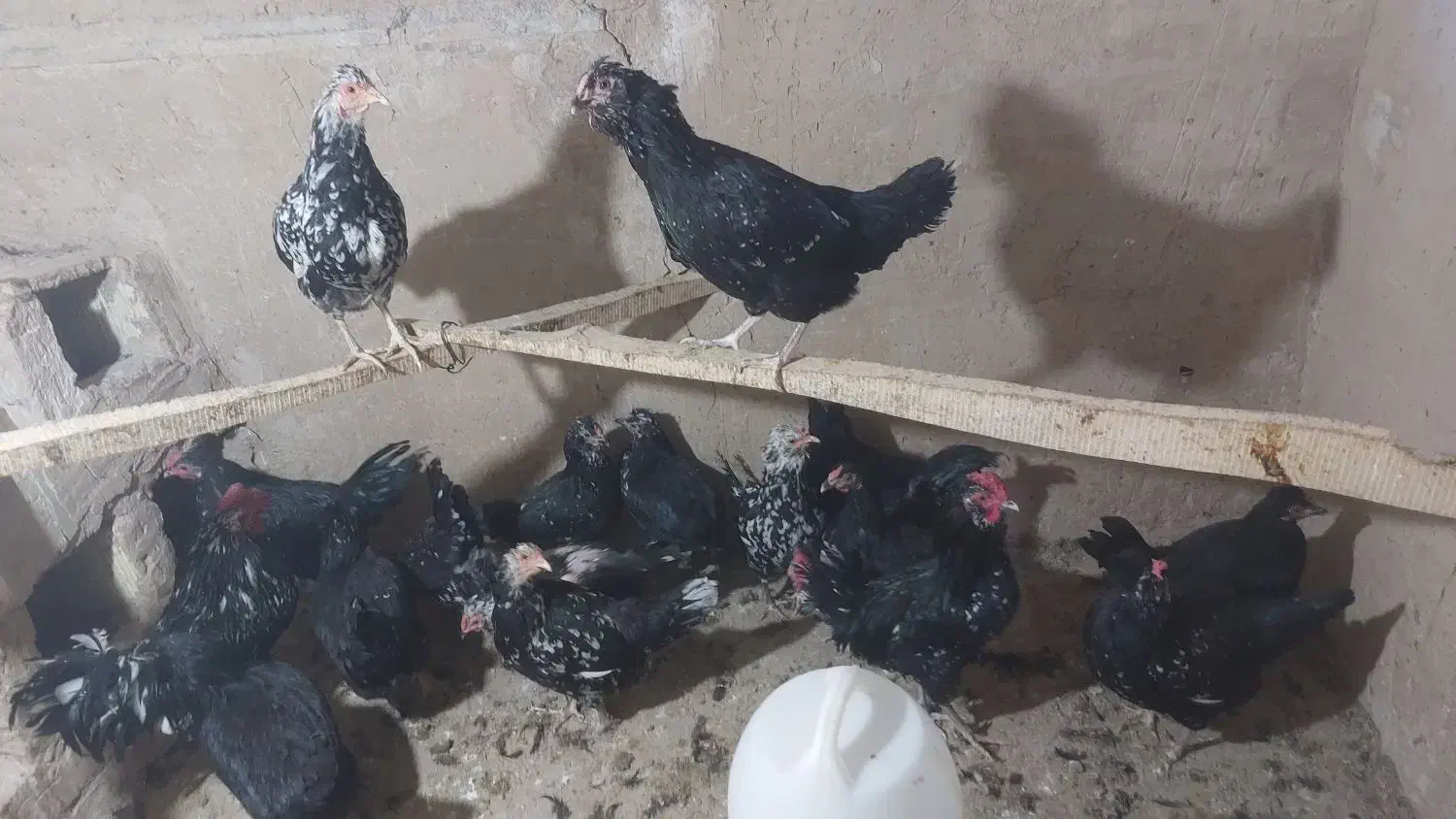 تخم مرغ وجوجه مرغ|حیوانات مزرعه|قم, بیانی|دیوار