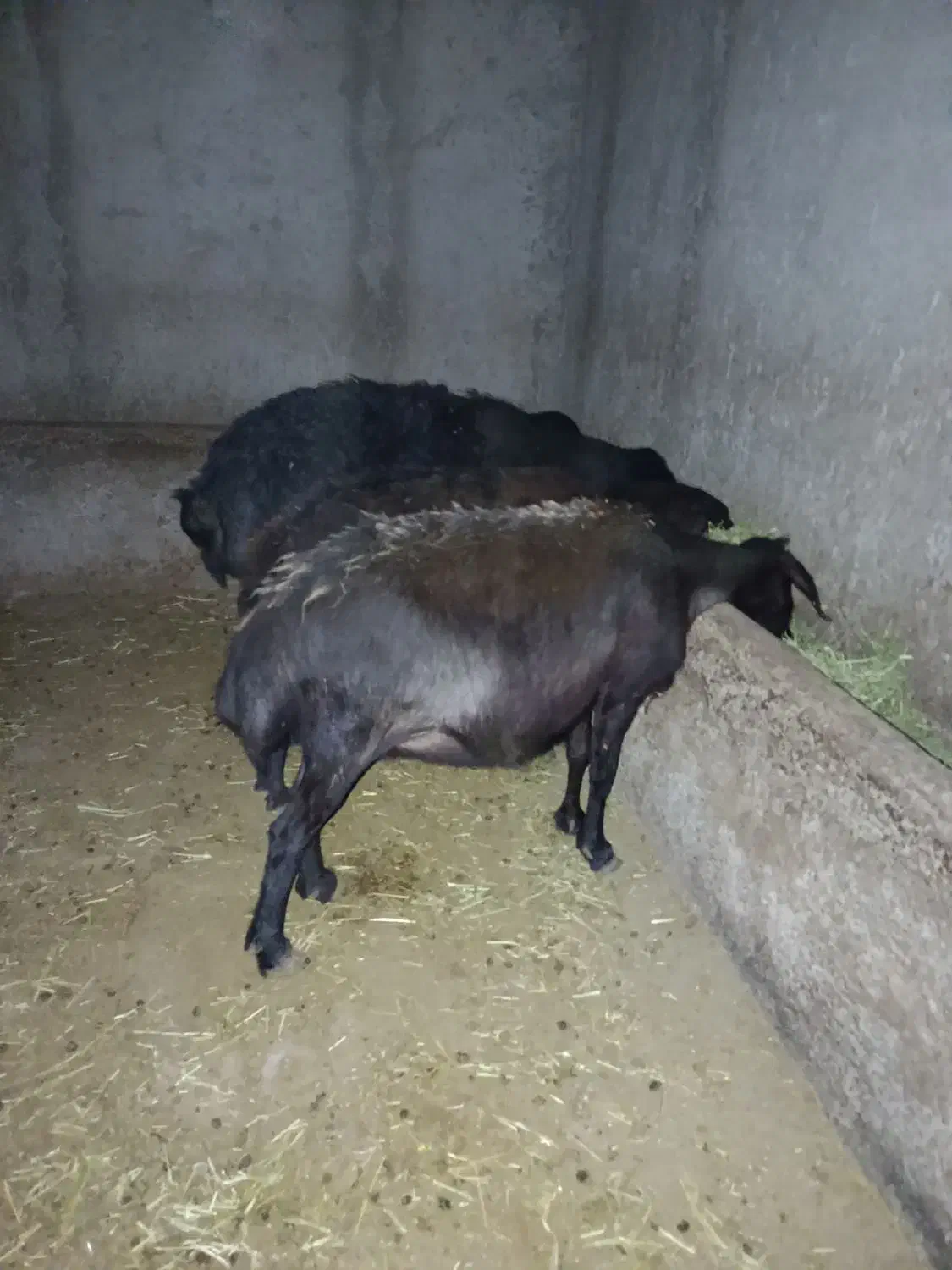 گوسفند چاق برای قربانی و مصرف خانگی|حیوانات مزرعه|شاهین دژ, |دیوار