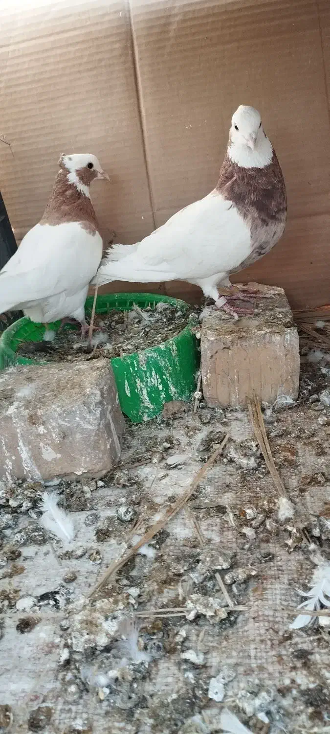 جفت طوقی گوشواری بدون قلط|پرنده|نورآباد ممسنی, |دیوار