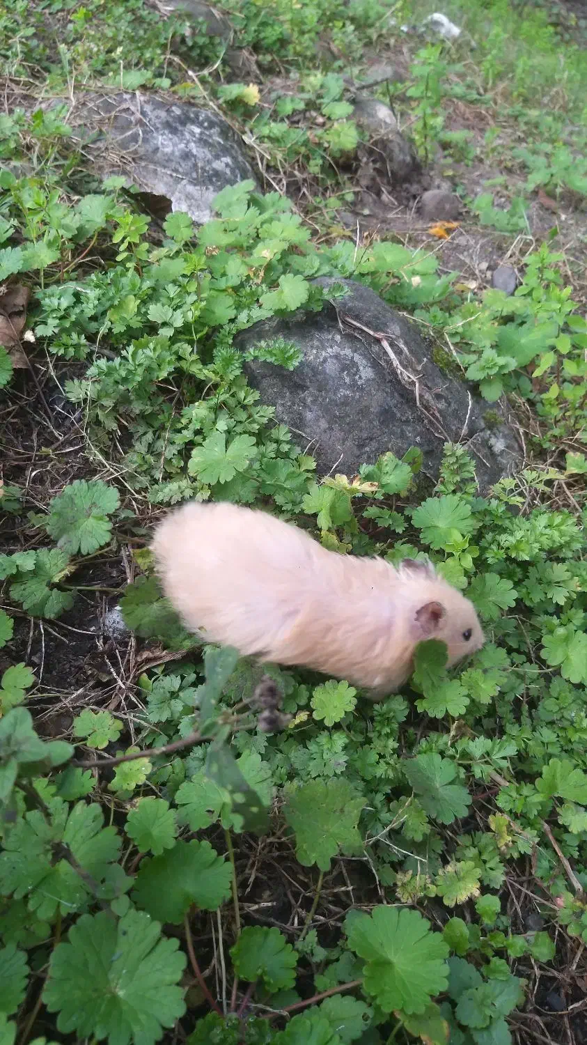 همستر نرو ماده|موش و خرگوش|خرمآباد, |دیوار