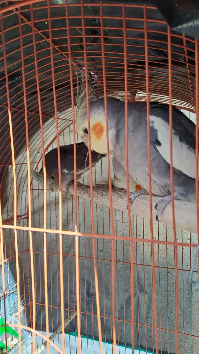 عروس هلندی نر و ماده(جفت نیستن)|پرنده|الشتر, |دیوار