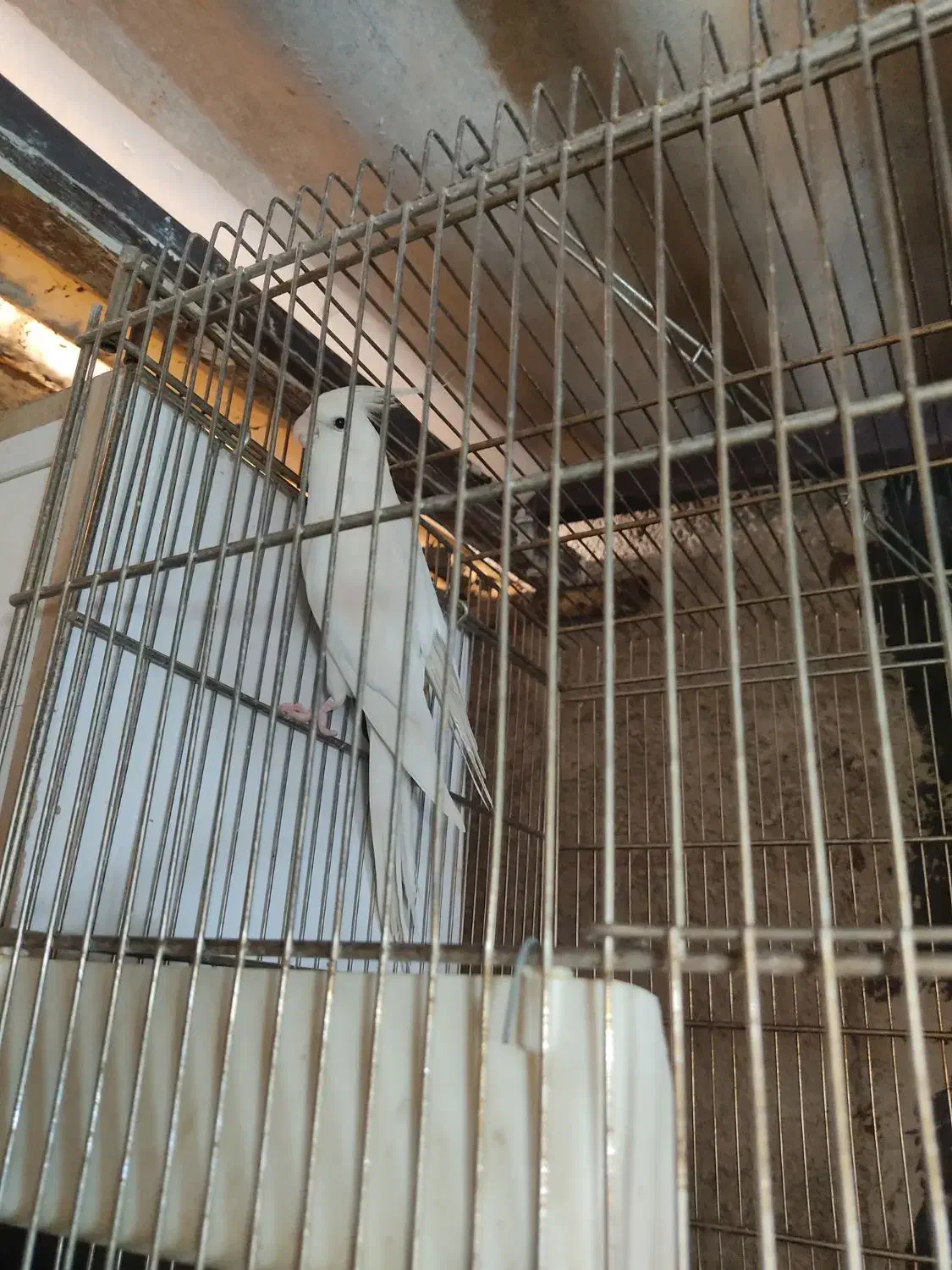 جفت عروس هلندی مولد با جوجه|پرنده|تهران, نازی‌آباد|دیوار