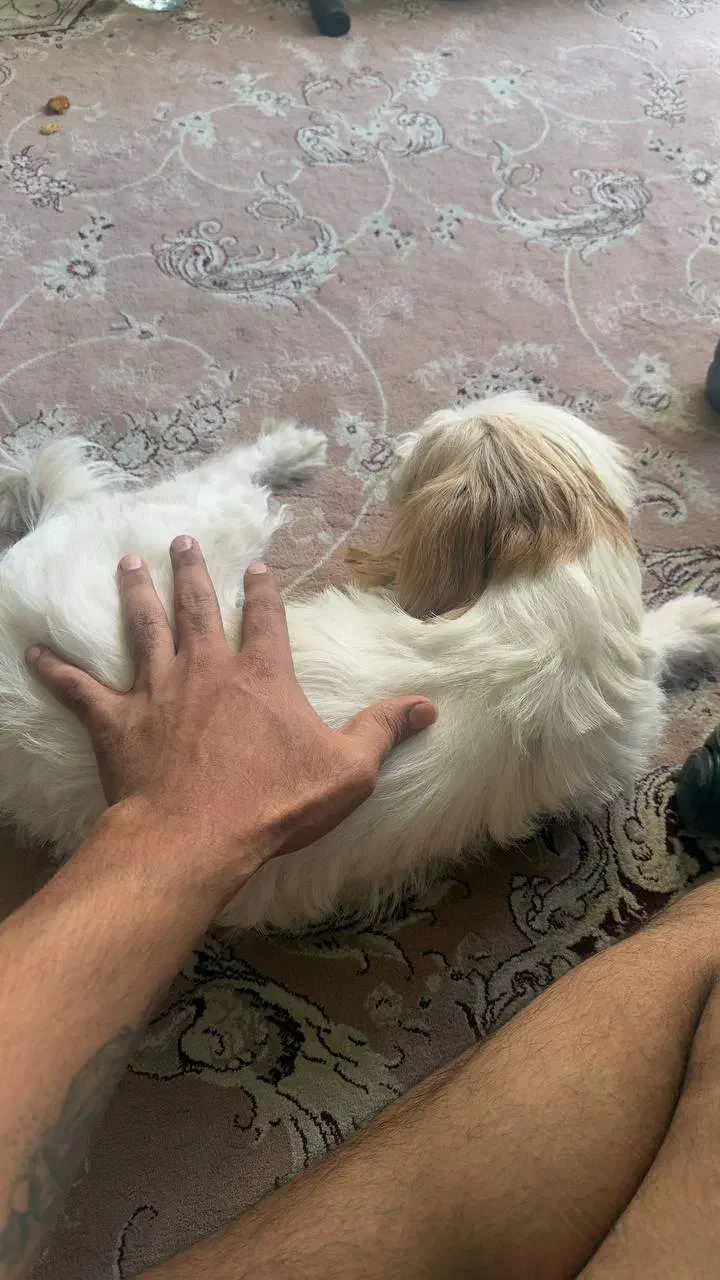 واگذاری سگ شیتزو رایگان|سگ|تهران, مشیریه|دیوار