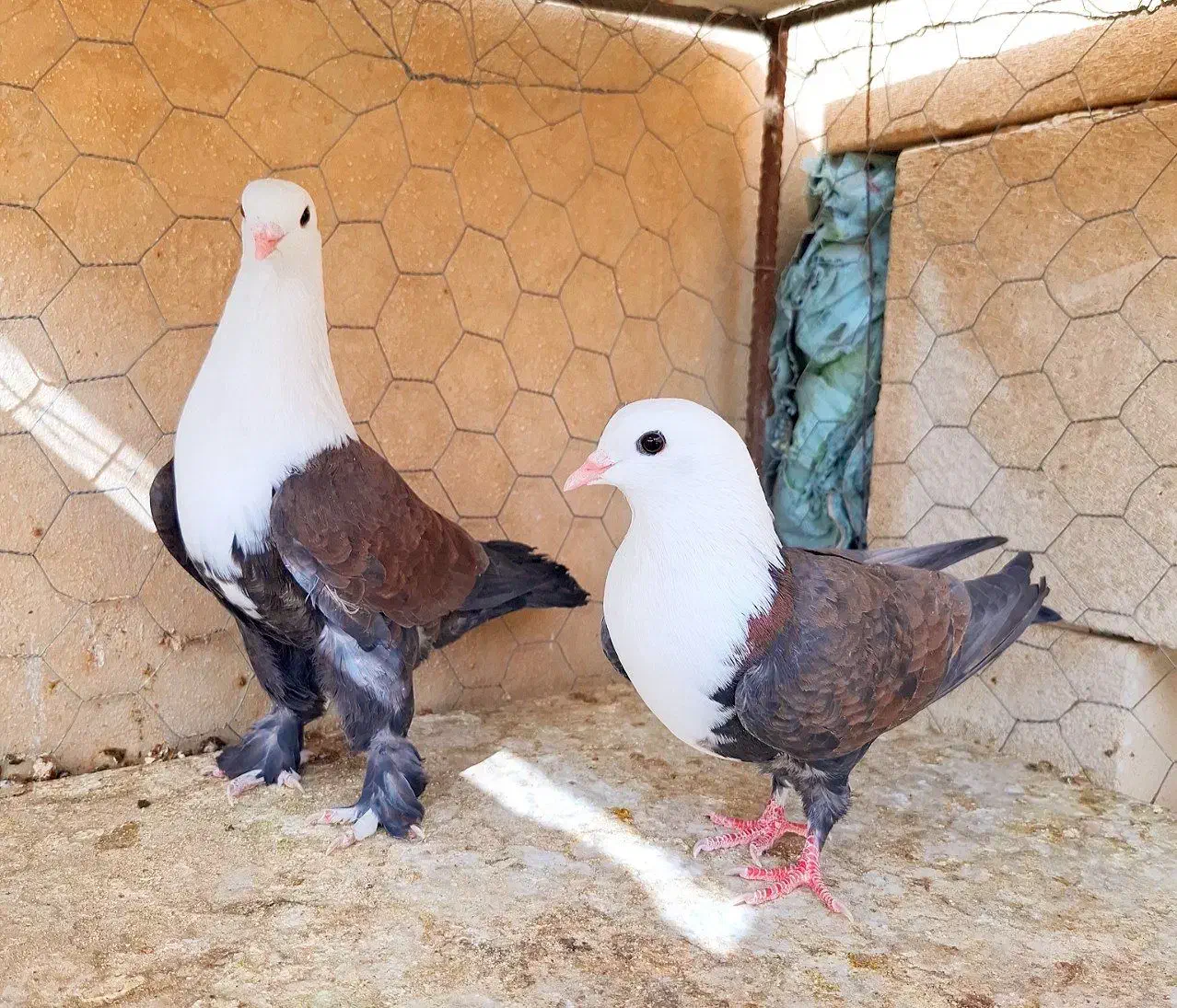 کبوتر.کله سفید جفتی|پرنده|مه ولات, |دیوار