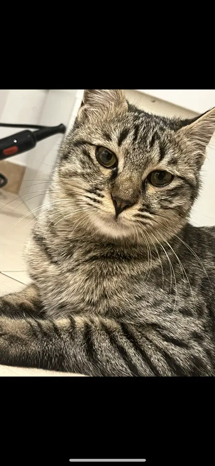 گربه خونگی|گربه|کرج, فاز ۴ مهرشهر|دیوار