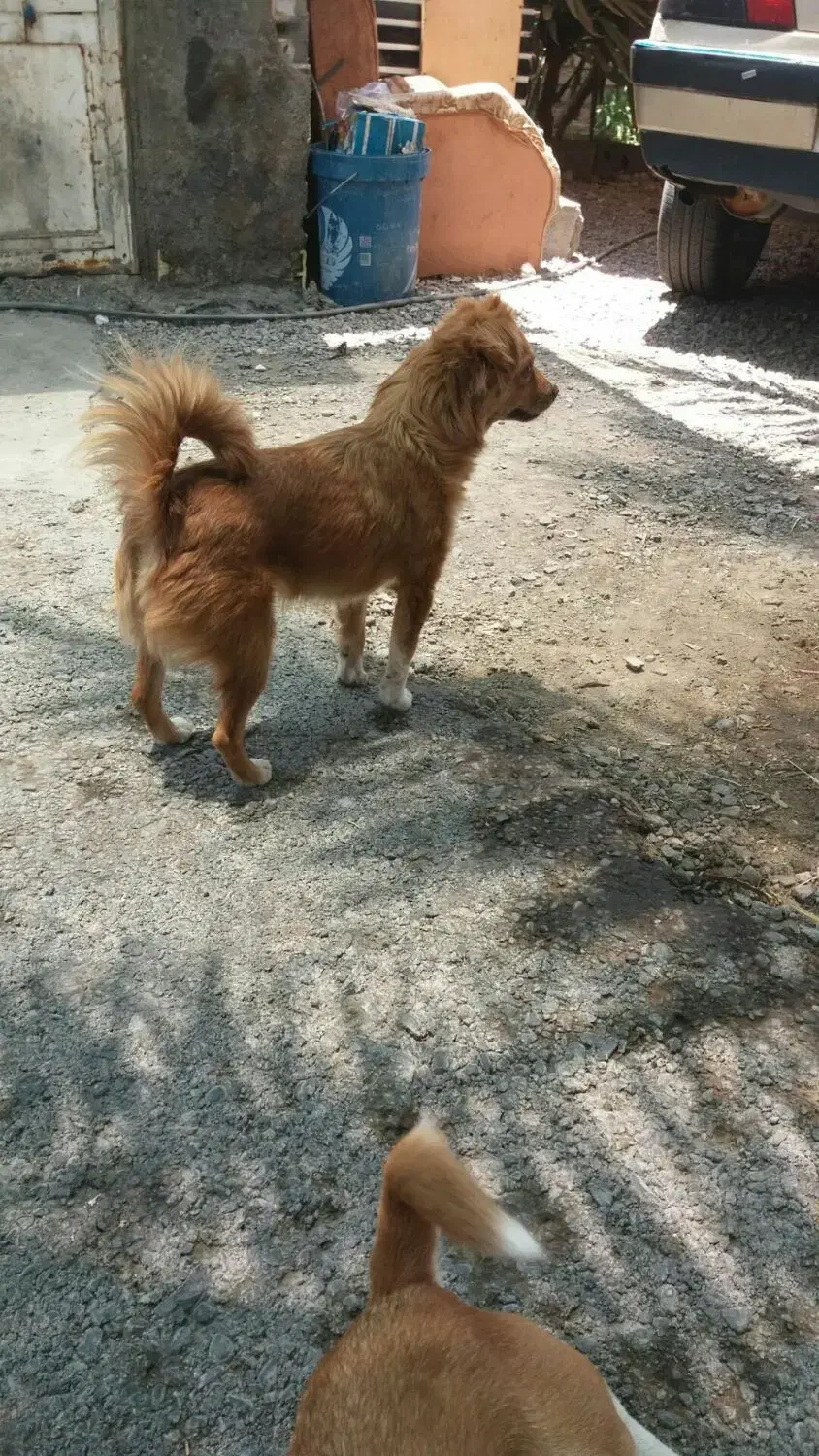 سگ پامر|سگ|بم, |دیوار