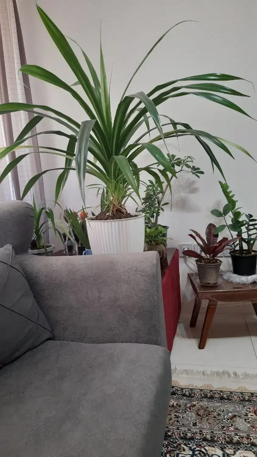 گل پاندالوس ۱۳ساله بنسای|گل و گیاه طبیعی|محمدشهر, شهرک چمران|دیوار