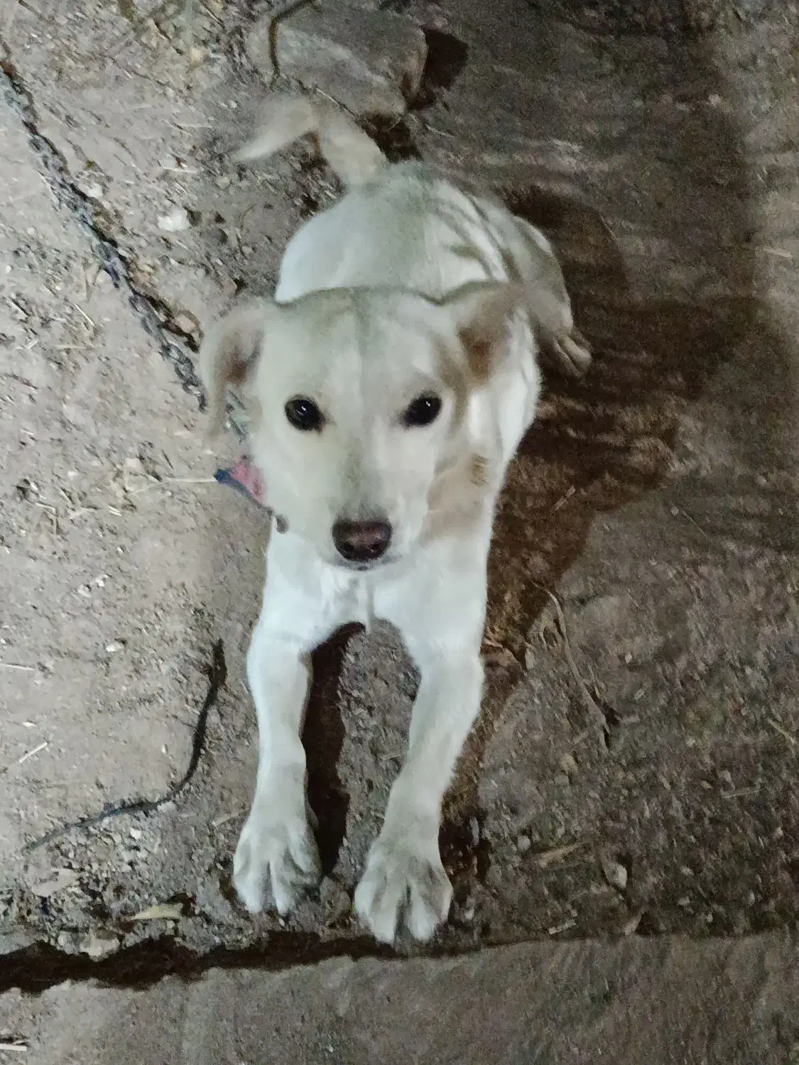 سگ پا کوتاه|سگ|اردکان, |دیوار