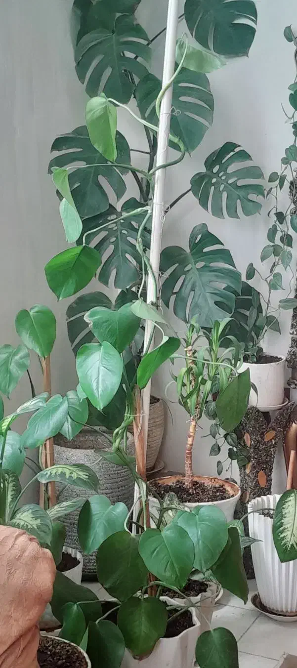 گل آپارتمانی|گل و گیاه طبیعی|کرمانشاه, |دیوار