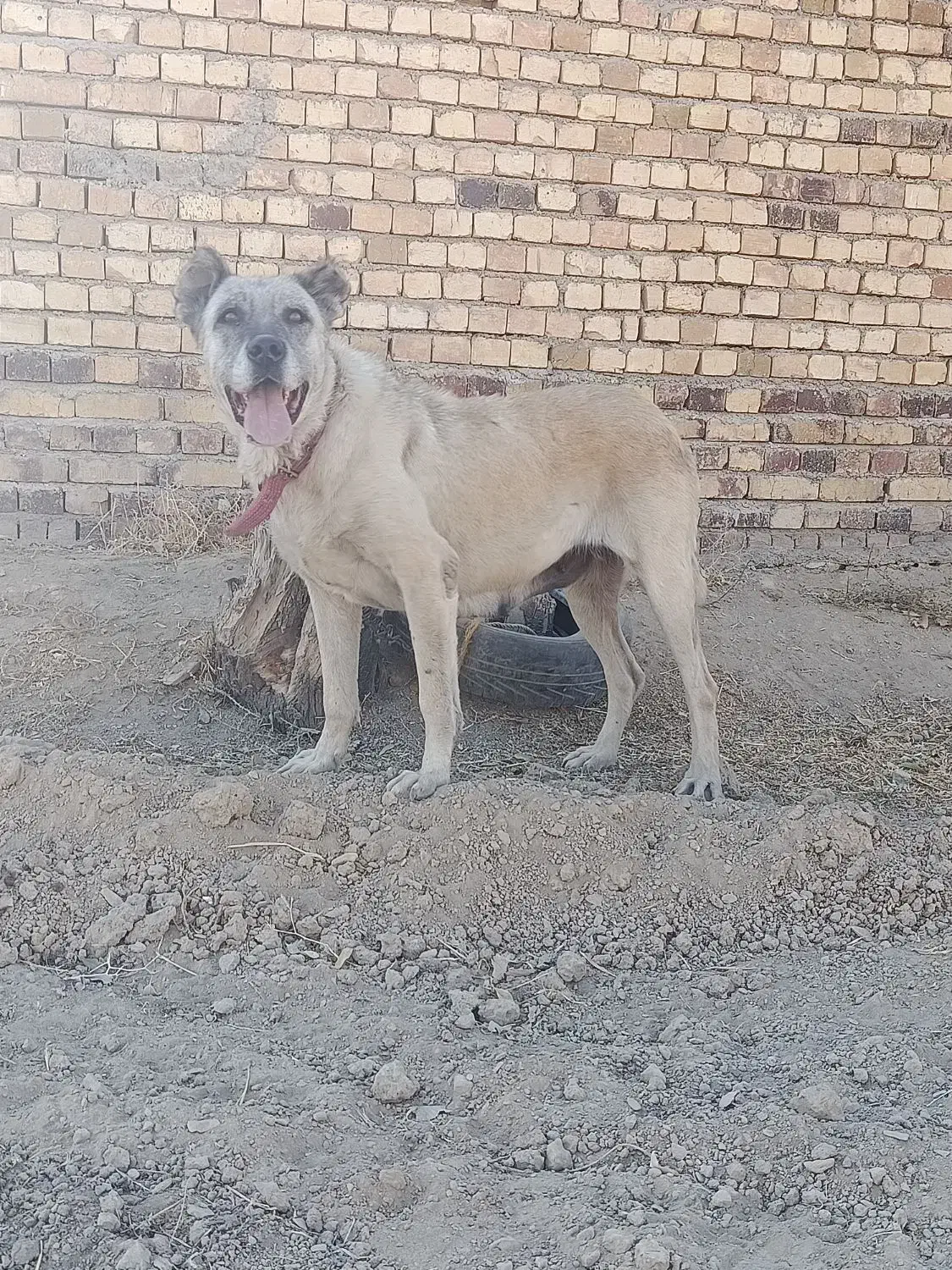 واگذاری ماده سرابی|سگ|اراک, |دیوار