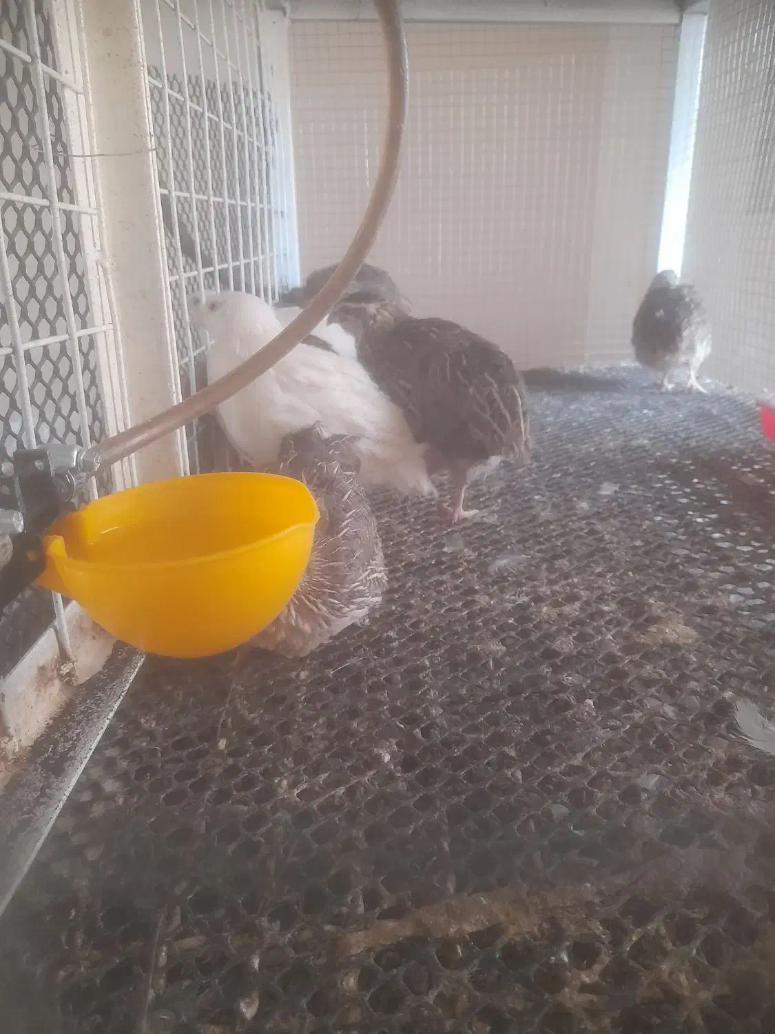 بلدرچین بالغ|حیوانات مزرعه|شیراز, قلات|دیوار