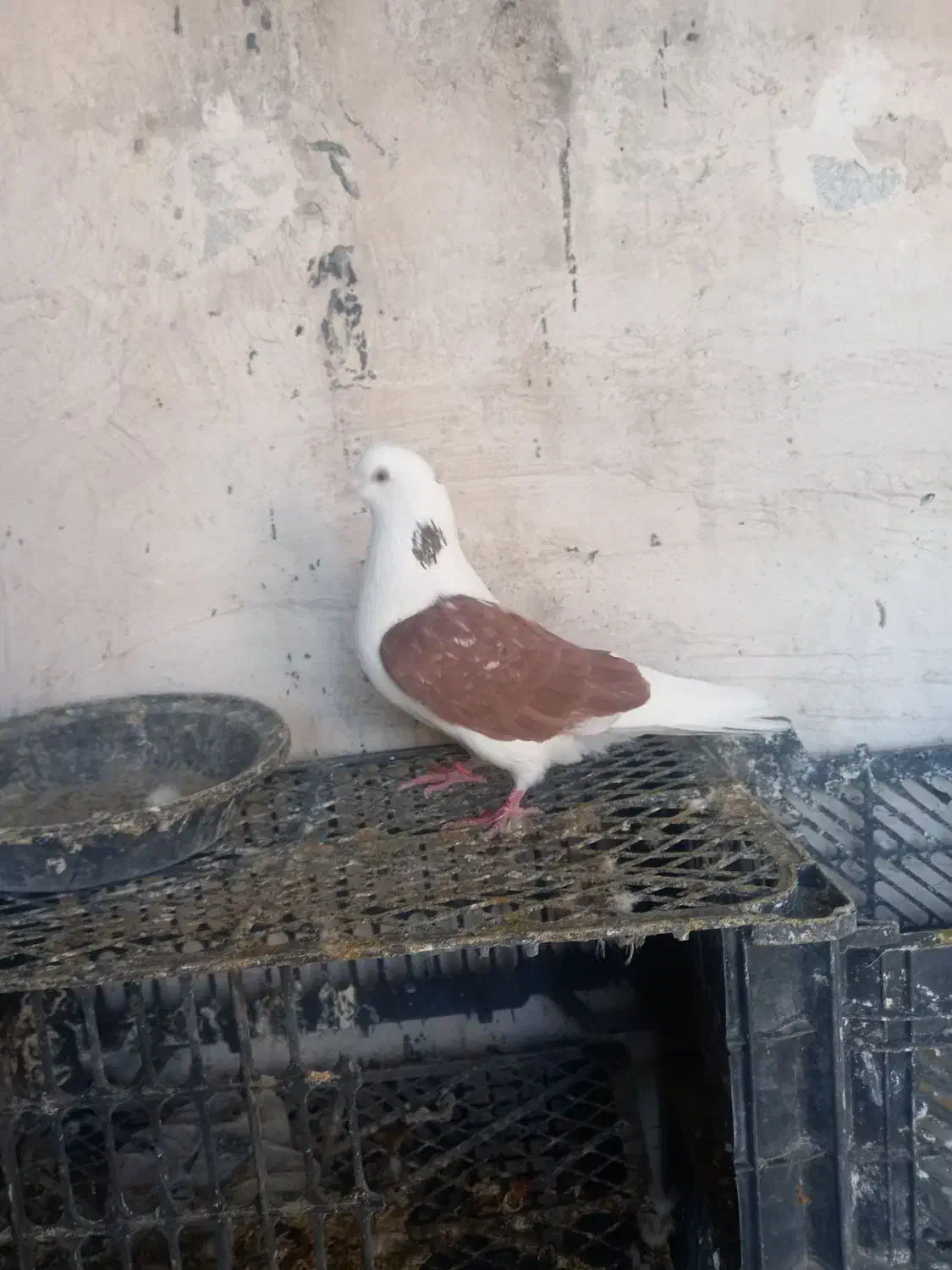 کبوتر بلند پرواز|پرنده|نوشین شهر, |دیوار