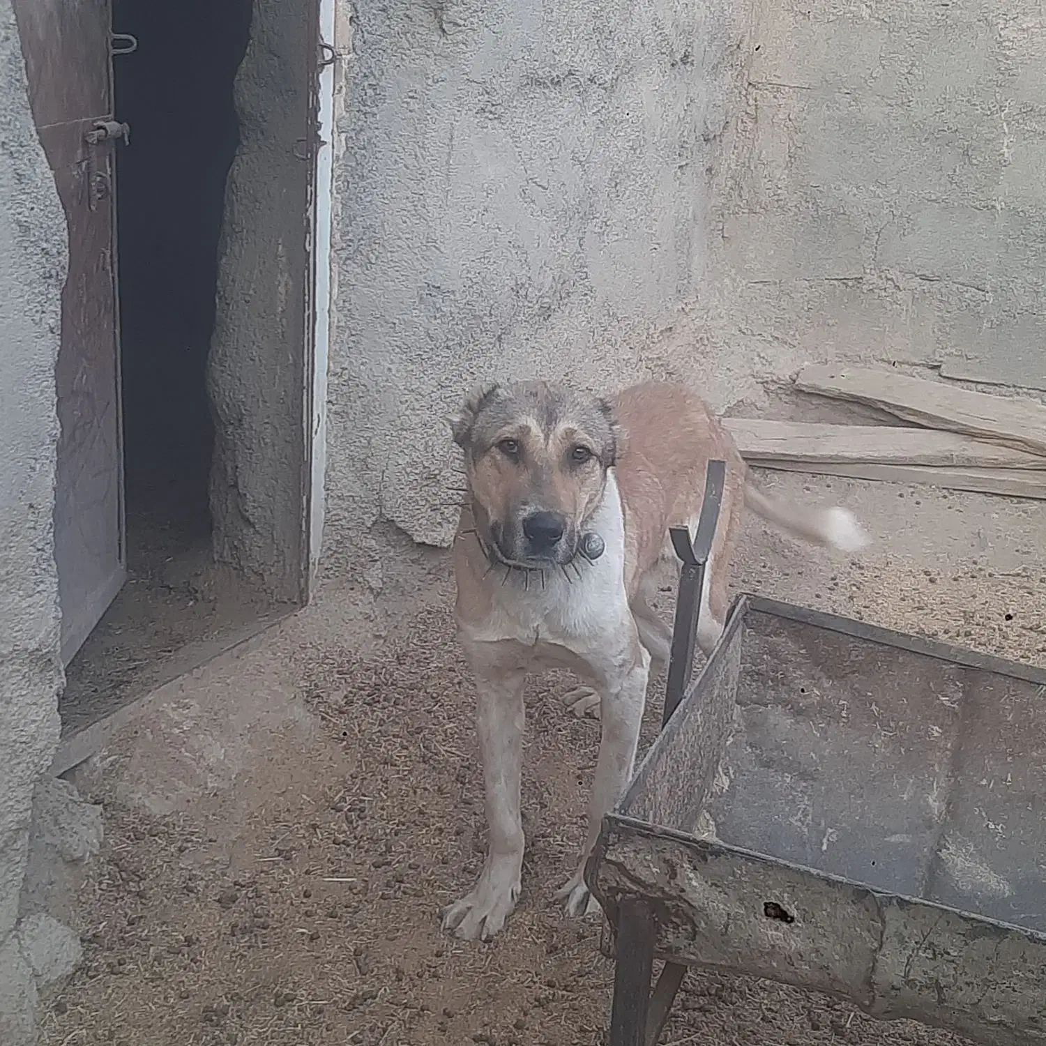 سگ گله|سگ|فردوس (خراسان), |دیوار