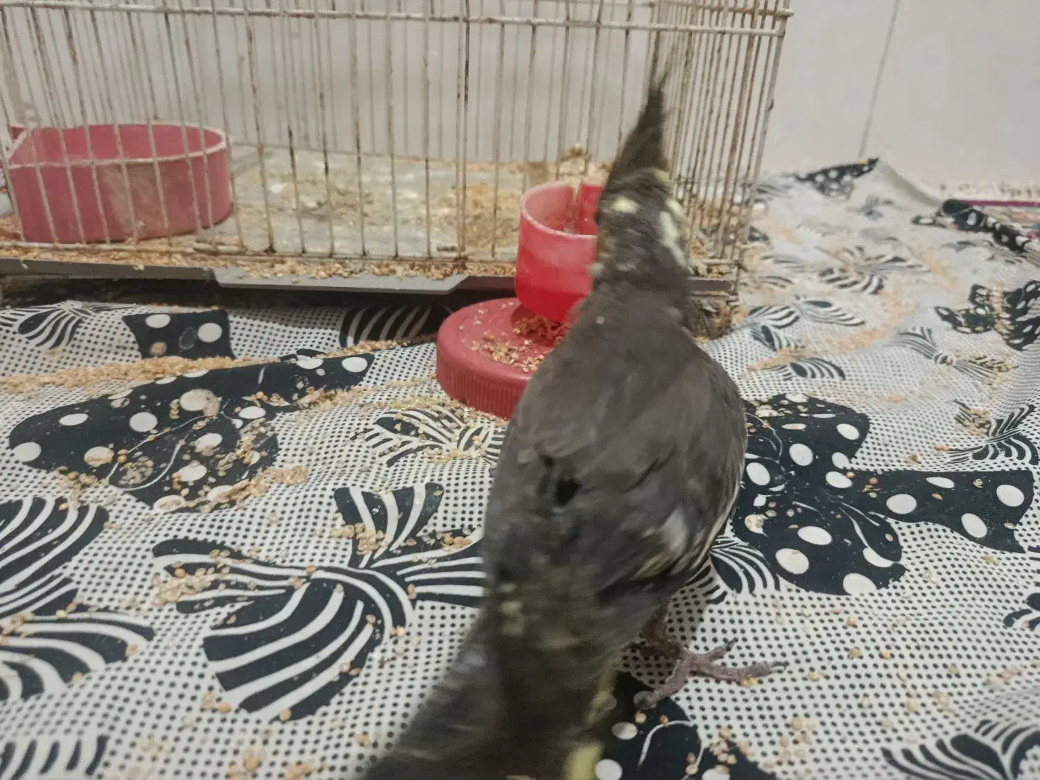 (فروش ویژه) عروس هلندی دستی دانخور و قفس خیلی بزرگ|پرنده|گرگان, |دیوار