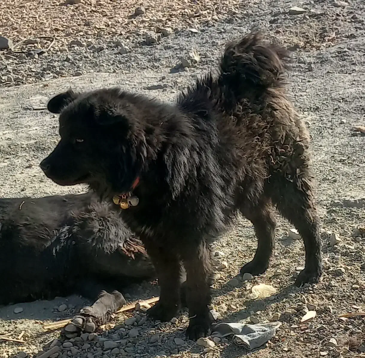 سگ چاو چاو|سگ|نجف‌آباد, ویلاشهر|دیوار