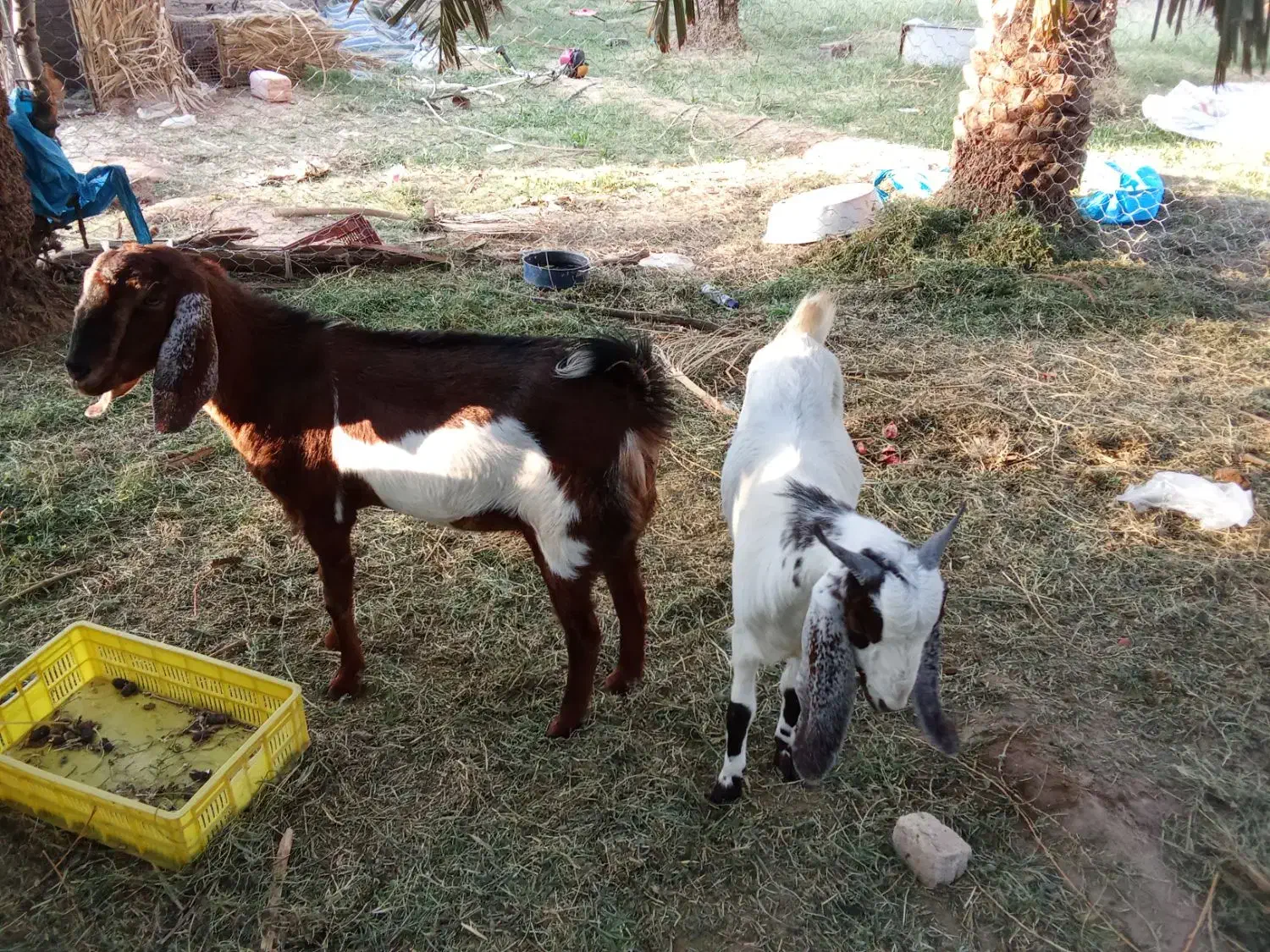 گوسفند رشتی|حیوانات مزرعه|نگین کویر, |دیوار