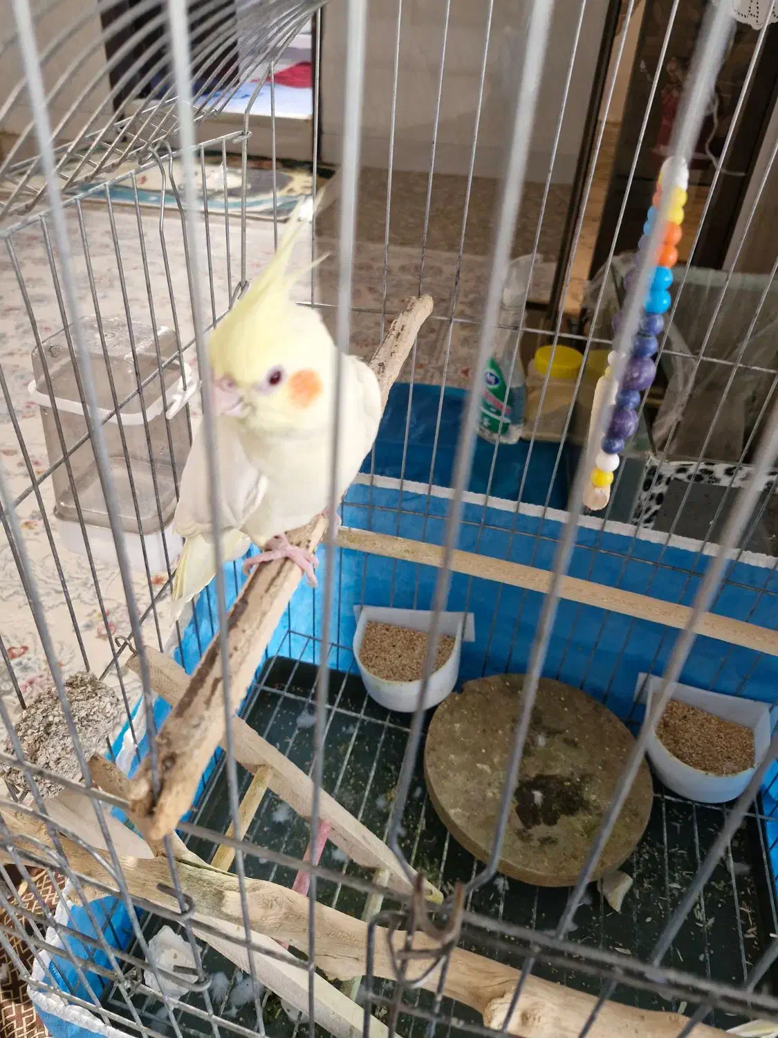 یا جفت عروس هلندی|پرنده|خمینیشهر, |دیوار